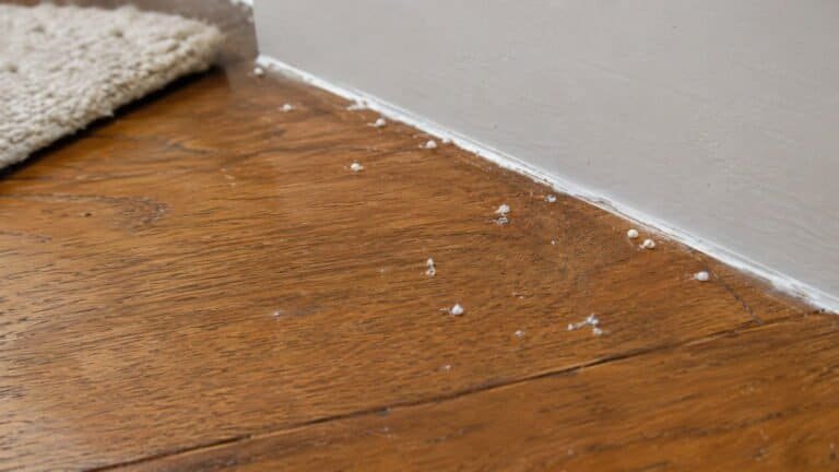 Tiny White Droppings in House