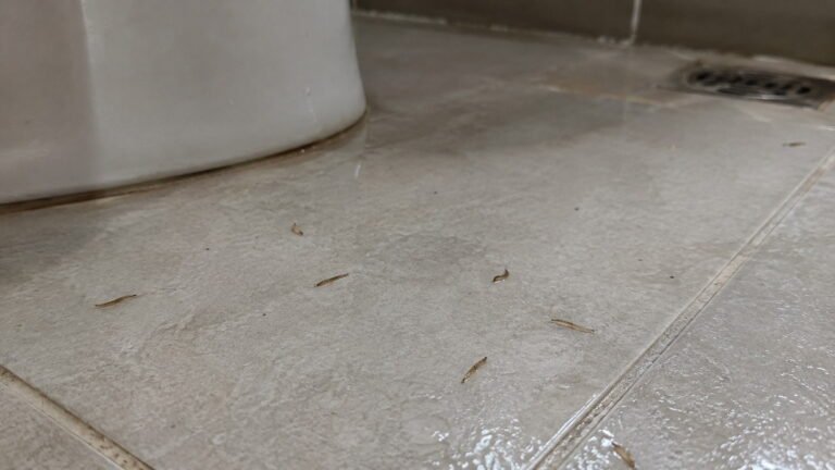 Tiny Worms in Bathroom Floor